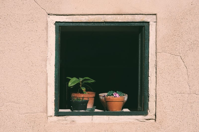 Indoor Plants